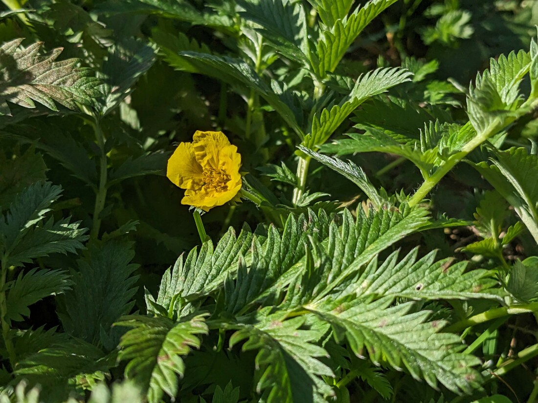 Potentille Ans Rine Potentilla Anserina Phyto Info