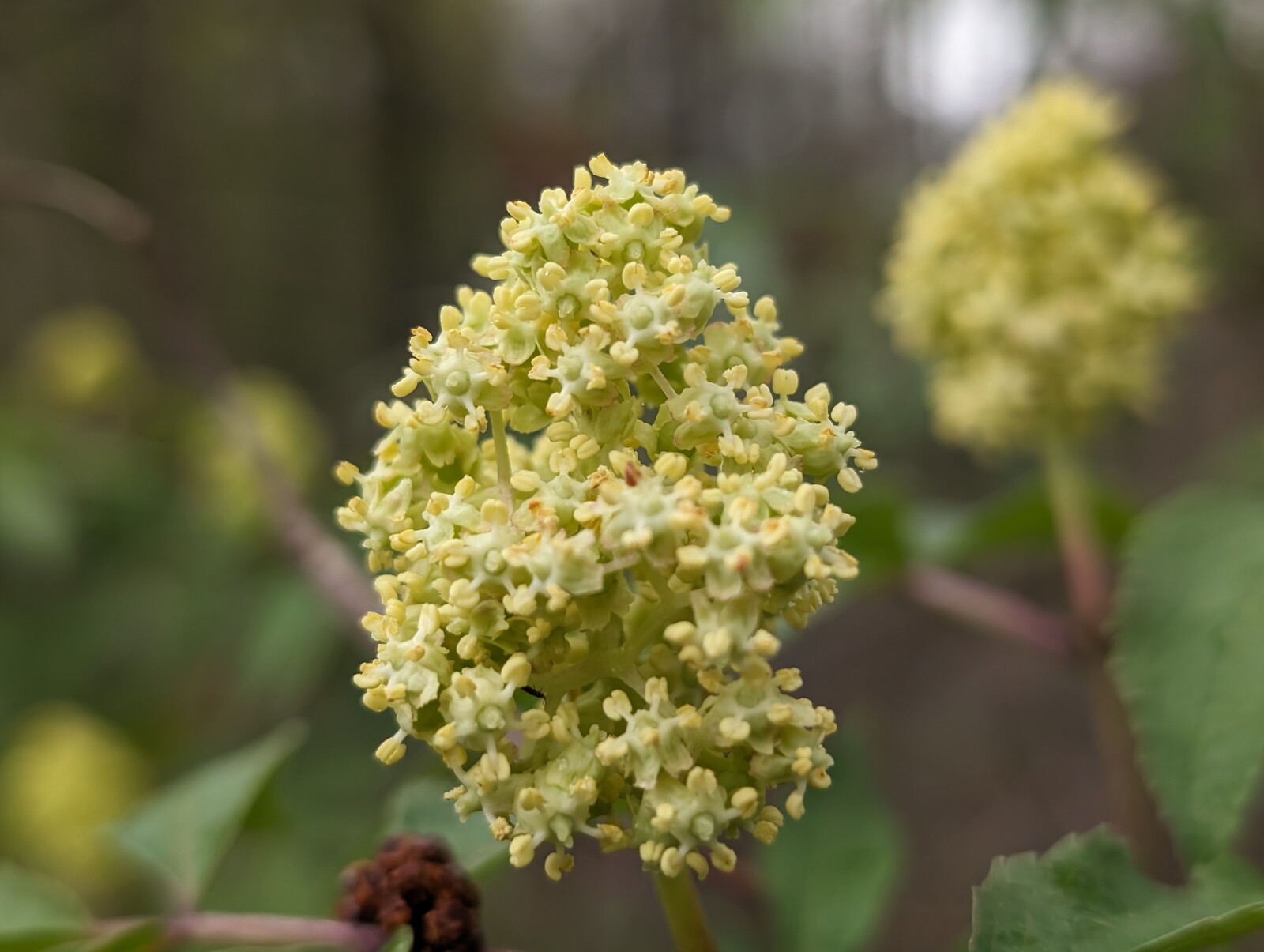 Actualité de septembre 2023 Phyto info