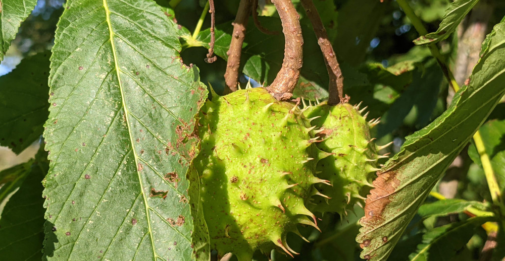 Marronnier D Inde Aesculus Hippocastanum Phyto Info