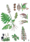 Illustration représentant l’acanthe molle également nommée Acanthus mollis
