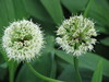 Photo représentant l’ail victorial aussi appelé Allium victoriale