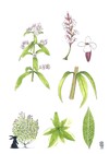 Illustration représentant la verveine citronnelle également nommée Aloysia citriodora