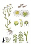 Illustration représentant la Camomille puante également nommée Anthemis cotula
