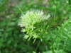 Photo of a narrowleaf bittercress also called Cardamine impatiens in the foreground, on a blurred background