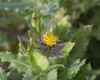 Photo représentant le chardon béni aussi appelé Centaurea benedicta