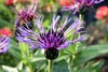 Photo représentant le bleuet de montagne aussi appelé Centaurea montana