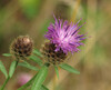 Photo représentant la centaurée noire aussi appelée Centaurea nigra