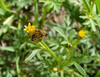Photo représentant la camomille d’or aussi appelée Chrysanthellum americanum