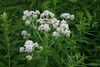 Photo représentant l’eupatoire perfoliée aussi appelée Eupatorium perfoliatum