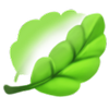 Illustration représentant les feuilles d’une plante