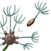 Illustration représentant les graines d’une plante