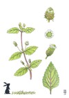 Illustration représentant la verveine sucrée également nommée Lippia dulcis