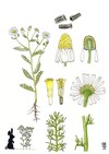Illustration représentant la Camomille allemande également nommée Matricaria chamomilla