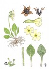 Illustration représentant la primevère des bois également nommée Primula elatior