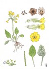 Illustration représentant la primevère des champs également nommée Primula veris