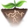 Illustration représentant les racines d’une plante