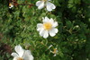 Photo représentant le rosier des champs aussi appelé Rosa arvensis