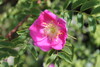 Photo représentant le rosier des Alpes aussi appelé Rosa pendulina