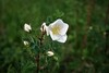 Photo représentant le rosier pimprenelle aussi appelé Rosa pimpinellifolia