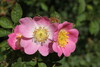 Photo représentant le rosier rouillé aussi appelé Rosa rubiginosa