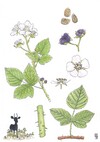 Illustration representing the blue bramble also known as Rubus caesius