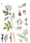 Illustration representing the raspberry bush also known as Rubus idaeus