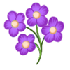 Illustration représentant la sommité fleurie d’une plante