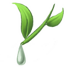 Illustration of a green stem with two leaves, dripping a clear drop of sap