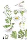 Illustration représentant la Grande camomille également nommée Tanacetum parthenium