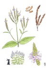 Illustration représentant la verveine bleue également nommée Verbena hastata