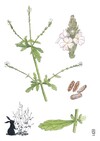 Illustration représentant la verveine officinale également nommée Verbena officinalis