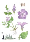 Illustration représentant la grande pervenche également nommée Vinca major