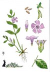 Illustration représentant la petite pervenche également nommée Vinca minor