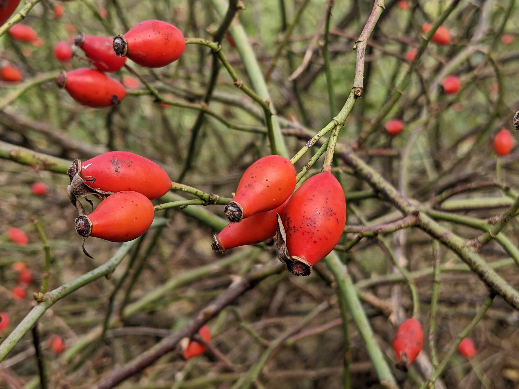 Graines D'Églantier (Rosa Canina) - 10x Graines | Pour Jardin, Haie, Biodiversité
