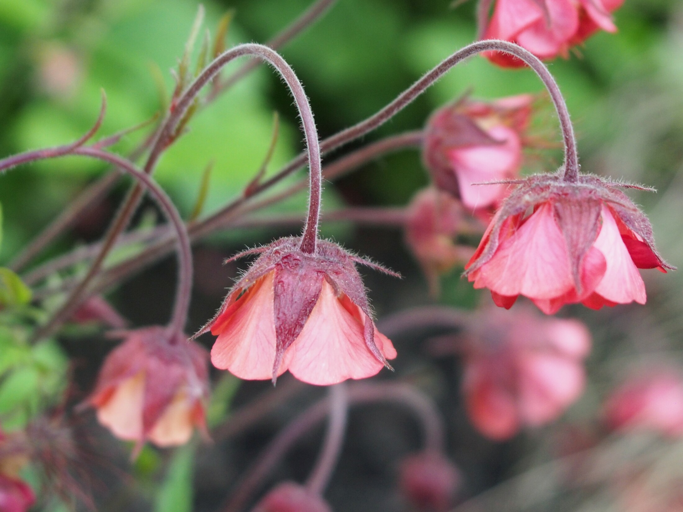 Geum Rivala Water avens