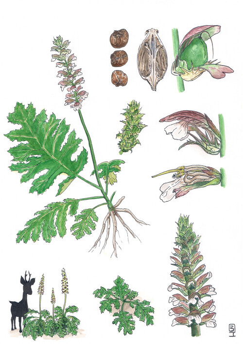Illustration représentant l’acanthe molle également nommée Acanthus mollis