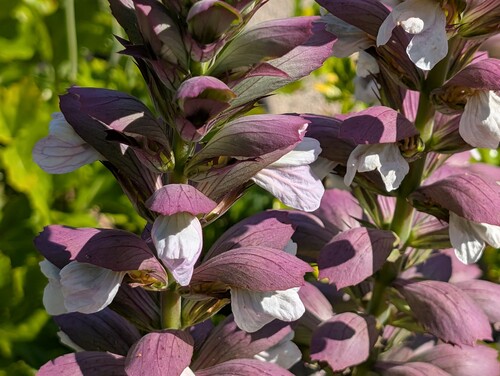 Photo of Bear’s breeches also called Acanthus mollis in the foreground, on a blurred background