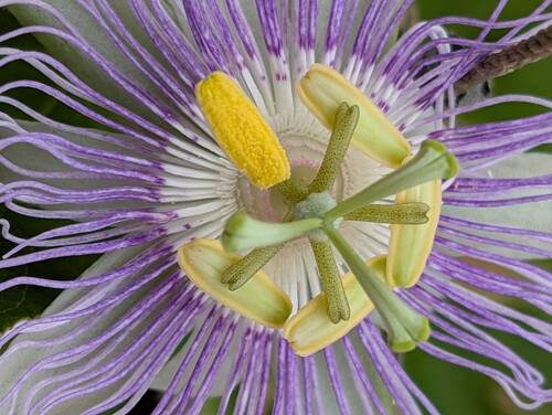 Photo représentant une fleur de passiflore officinale aussi appelée Passiflora incarnata