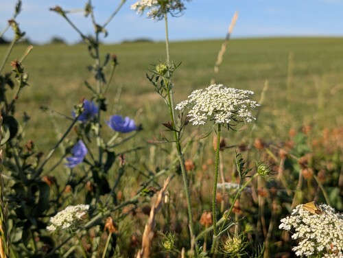 Photo of white wild carrot flowers and purple chicory in the foreground, with a blurred green field and blue sky in the background.