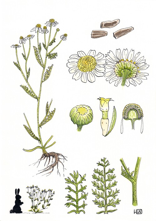 Illustration représentant la Camomille puante également nommée Anthemis cotula