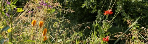 Photo représentant un champs fleuri en avant plan et une forêt en arrière plan