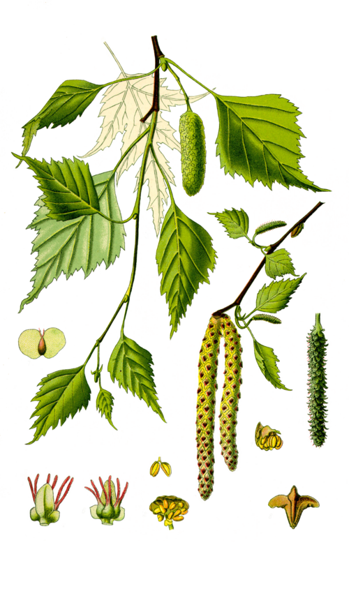 Illustration représentant le bouleau commun également nommé Betula pendula