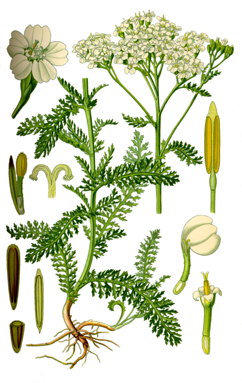 Illustration représentant l’achillée millefeuille également nommée Achillea millefolium