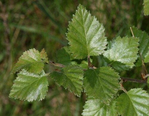 Photo représentant le bouleau pubescent aussi appelé Betula pubescens