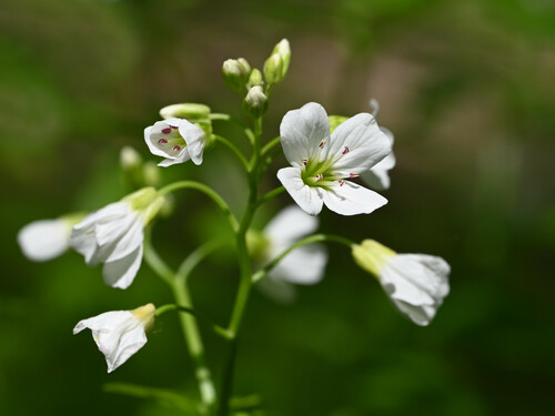 Photo of a large bittercress also called Cardamine amara in the foreground, on a blurred background