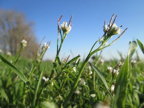 Photo of a hairy bittercress also called Cardamine hirsuta in the foreground, on a blurred background