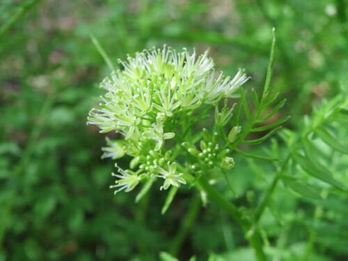 Photo of a narrowleaf bittercress also called Cardamine impatiens in the foreground, on a blurred background