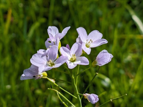 Photo of a milkmaid also called Cardamine pratensis in the foreground, on a blurred background`