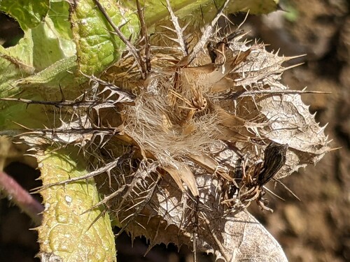 Photo représentant le chardon béni aussi appelé Centaurea benedicta