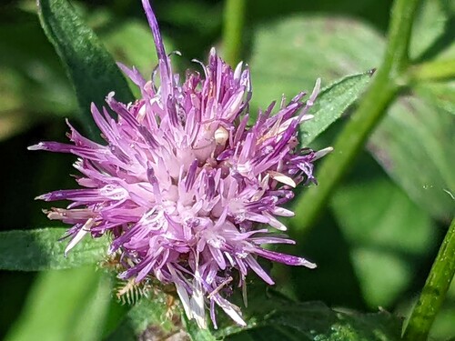 Photo représentant la centaurée jacée aussi appelée Centaurea jacea